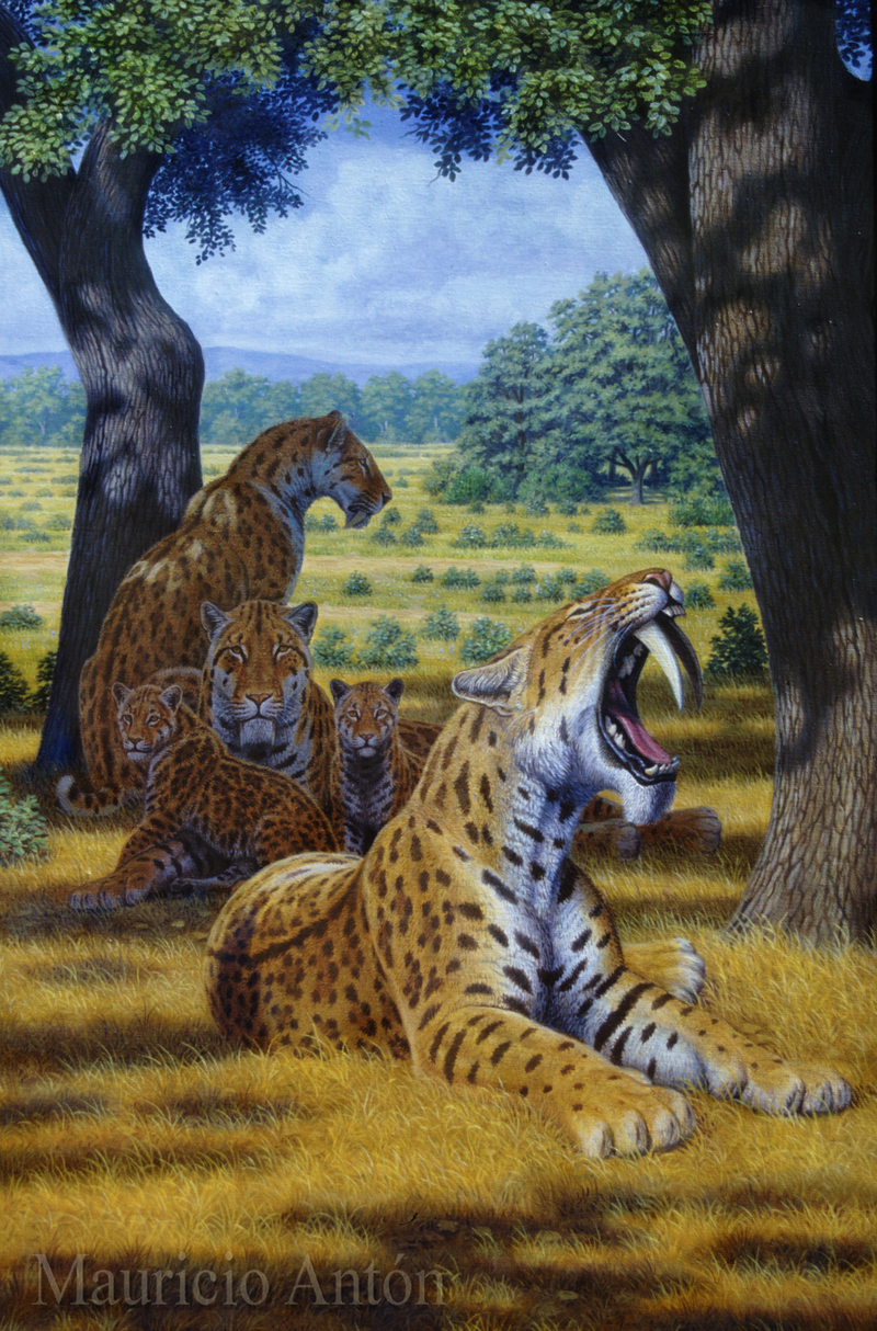Illustration for article titled How the Smilodon Got Its Teeth